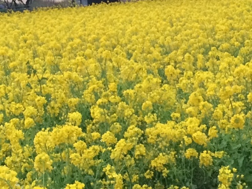 ～自然の作り出す色彩～　菜の花畑＾＾