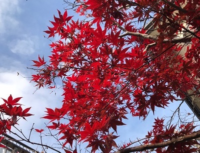 ～今年もあと1か月ですよ～＼(^o^)／～