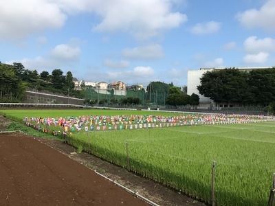 ～季節の移り変わり　たんぼの稲穂編！　中編～